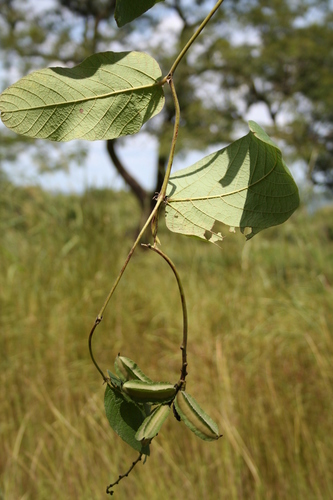 Psophocarpus monophyllus