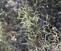 Clarkia williamsonii