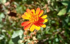 Pseudogynoxys chenopodioides