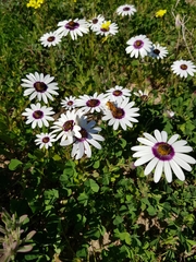 Dimorphotheca pluvialis