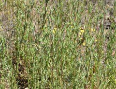 Clarkia williamsonii