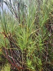 Dracophyllum longifolium