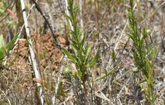 Clarkia williamsonii