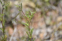 Clarkia williamsonii