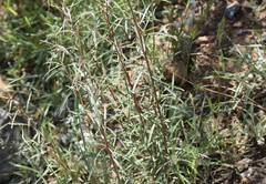 Clarkia williamsonii