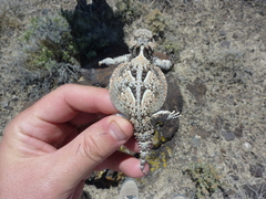 Phrynosoma platyrhinos