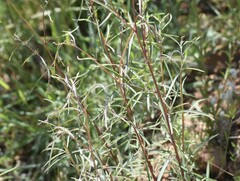 Clarkia williamsonii