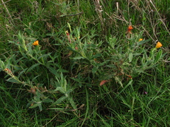 Oenothera mollissima