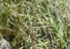 Clarkia williamsonii