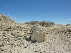 Phrynosoma platyrhinos