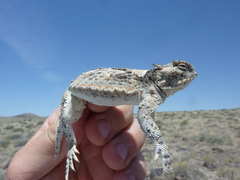 Phrynosoma platyrhinos