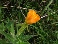 Oenothera mollissima