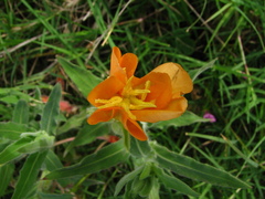 Oenothera mollissima