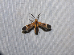Dycladia