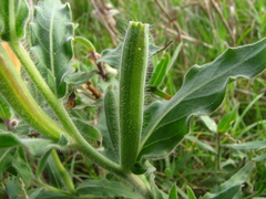 Oenothera mollissima