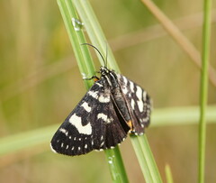 Phalaenoides tristifica