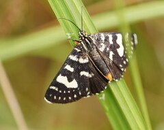 Phalaenoides tristifica