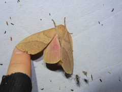 Adeloneivaia subangulata