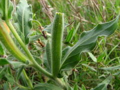 Oenothera mollissima