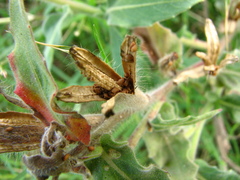 Oenothera mollissima