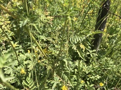 Chaerophyllum aureum