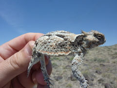 Phrynosoma platyrhinos