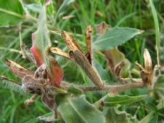 Oenothera mollissima