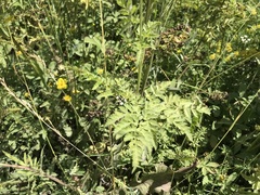 Chaerophyllum aureum