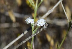 Cryptantha flaccida