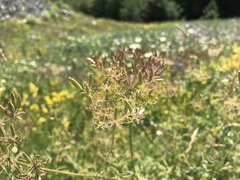 Chaerophyllum aureum