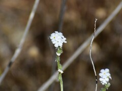 Cryptantha flaccida