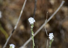 Cryptantha flaccida