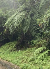 Lophosoria