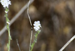 Cryptantha flaccida