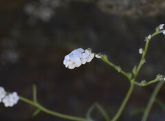 Cryptantha flaccida