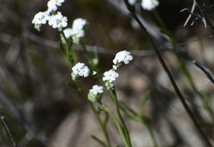 Cryptantha flaccida