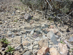 Phrynosoma platyrhinos