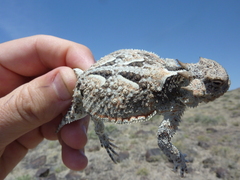 Phrynosoma platyrhinos