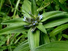 Gentiana cruciata cruciata