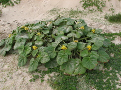 Ibicella lutea