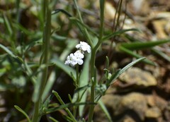 Cryptantha flaccida