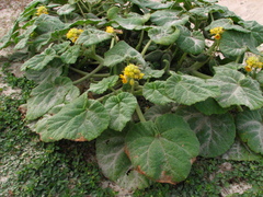 Ibicella lutea