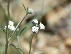 Cryptantha flaccida