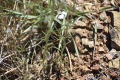 Cryptantha flaccida