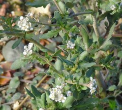 Lepidium cardamines