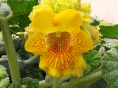 Ibicella lutea