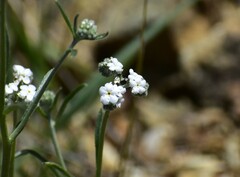Cryptantha flaccida