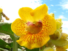 Ibicella lutea