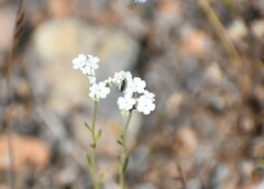 Cryptantha flaccida