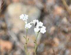 Cryptantha flaccida